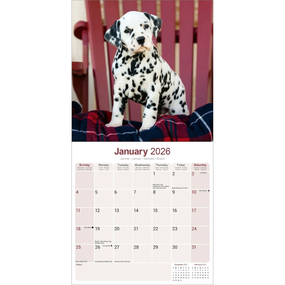 image 1 of Dalmatian 2026 Calendar | Square Wall Calendar | Dog Breed Gift | Plastic Free Packaging | by Avonside Publishing