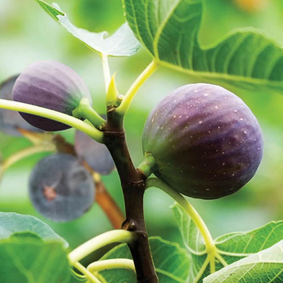 image 1 of Fig Tree 'Brown Turkey' in a 9cm pot - Hardy Fruit Plant for Gardens - Potted Garden Ready Fig Tree