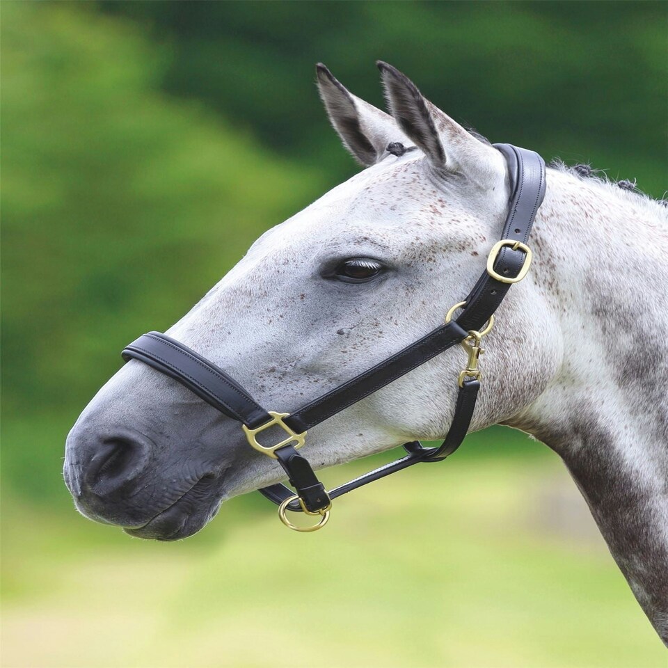 image 1 of Shires Velociti GARA Leather Travel Headcollar Black | Size: X-Full
Colour: Black