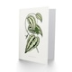 image 2 of AF Lydon Benjamin Fawcett Smilax Macrophylla Vine Art Greeting Card