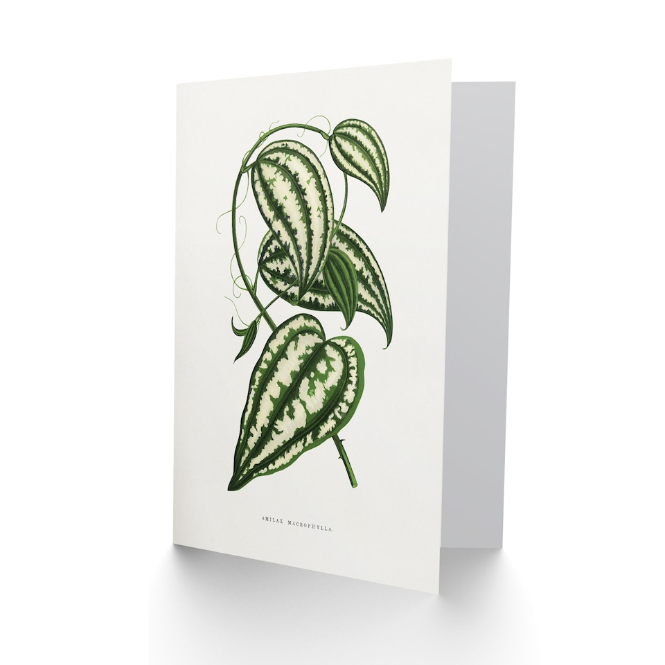 image 1 of AF Lydon Benjamin Fawcett Smilax Macrophylla Vine Art Greeting Card