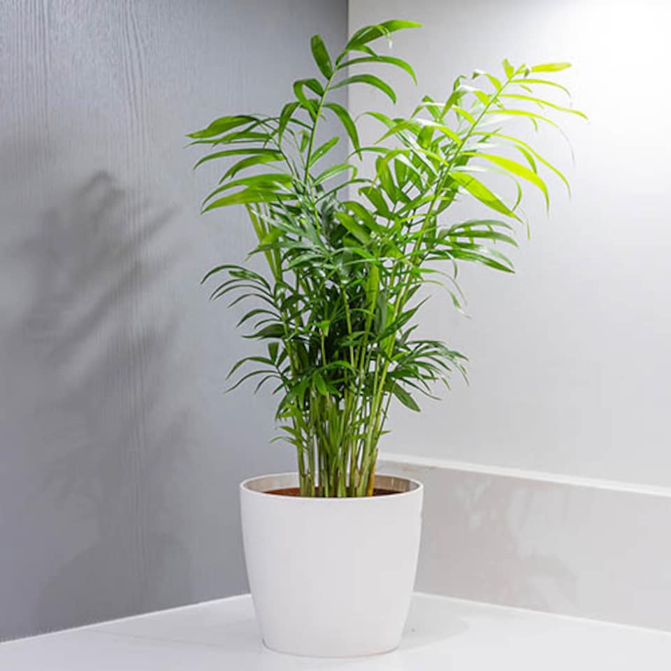 image 1 of Chamaedorea elegans 'Parlour Palm' in a 12cm pot - Indoor Plants for Homes - Potted House Plants for Air Purifying