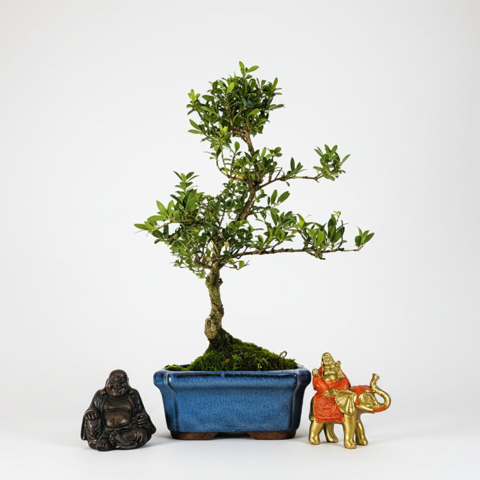 Yorkshire Bonsai Japanese Holly (Ilex Crenata) Bonsai Tree Shaped In 15cm Pot