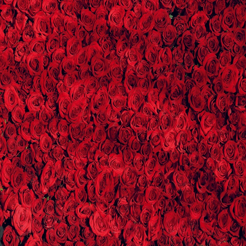 image 1 of Dozens of Roses - Impuzzible No. 19 - 1000 Piece Jigsaw Puzzle