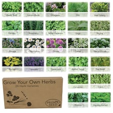 Pronto Seed Herb Seeds Bumper Pack – 24 Culinary Herb Varieties, Over 2,600 Seeds for Kitchen & Garden Growing