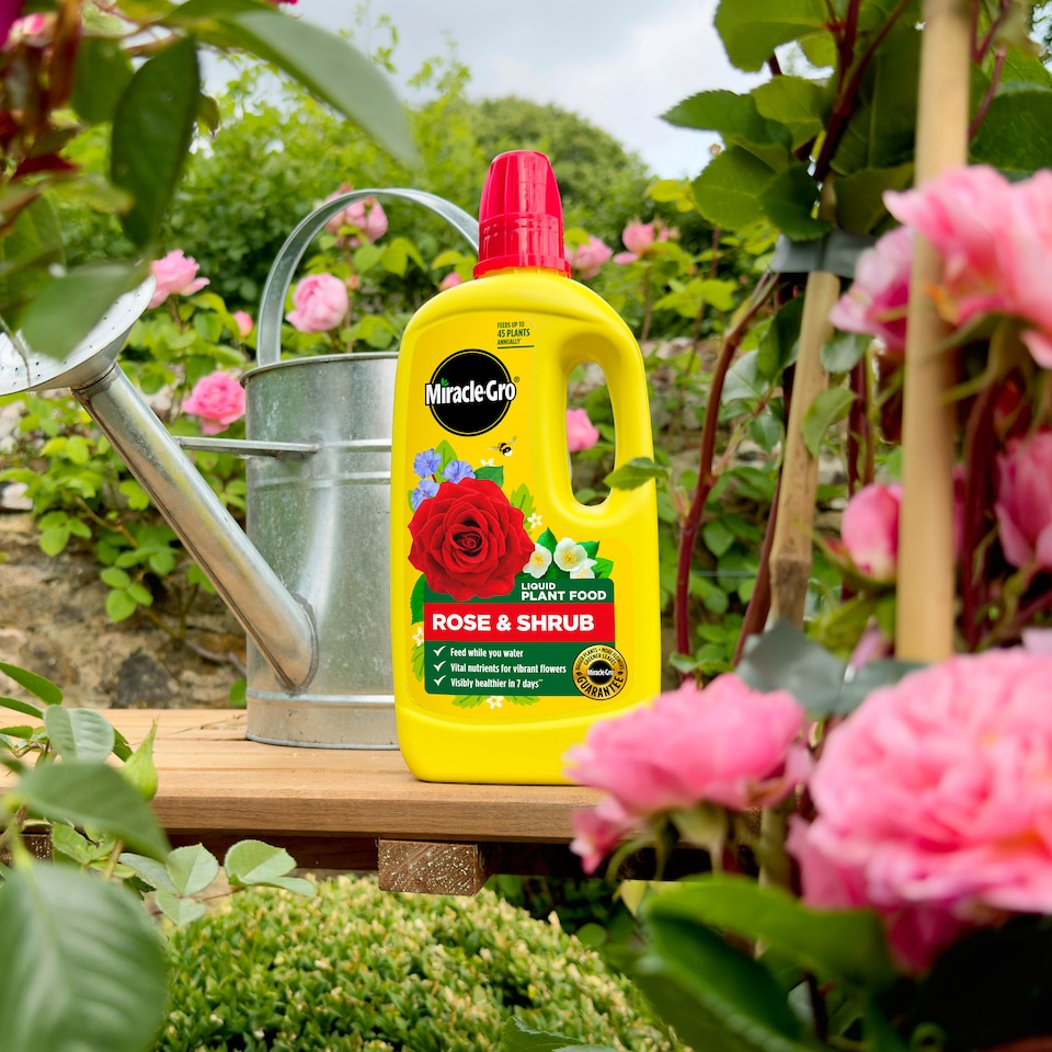 image 1 of Miracle-Gro Rose and Shrub Liquid Plant Food 800ml Fast Acting Feed for Strong Growth Flowering Green Leaves 2 Week Boost