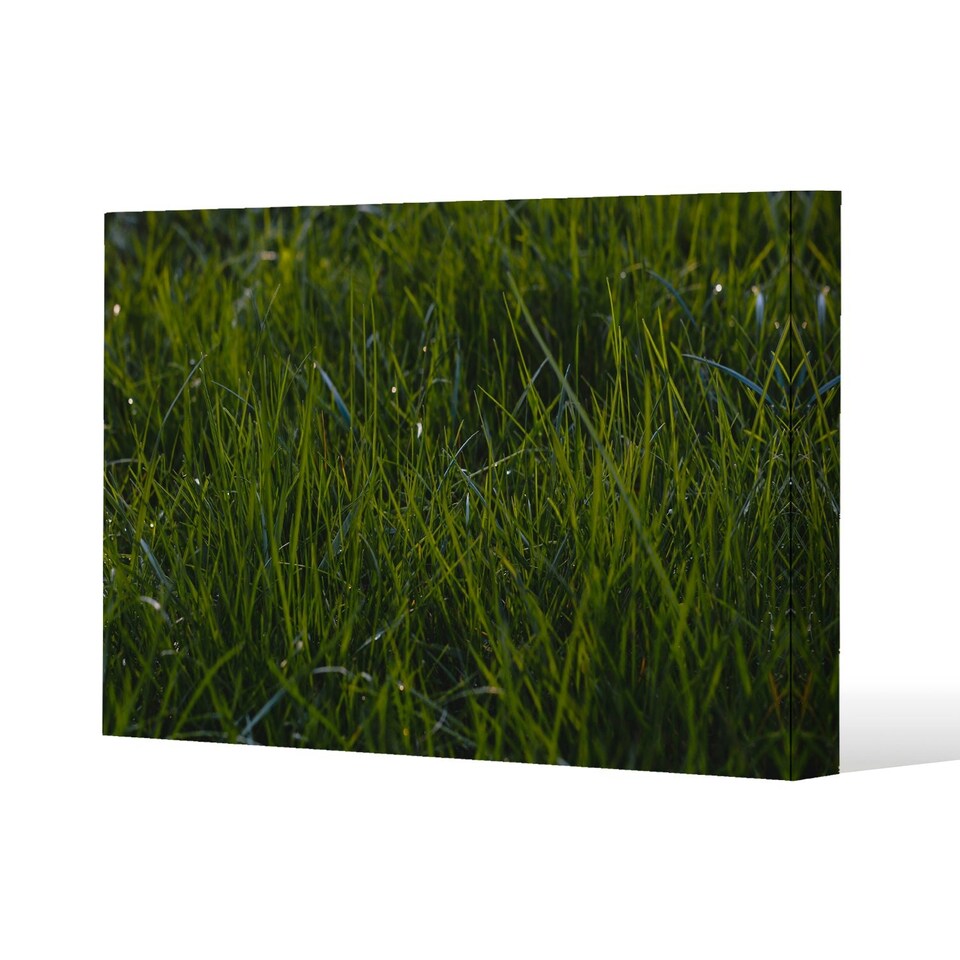 image 1 of Fresh green grass background, natural grass (Canvas Print) 101 x 77 x 4cm