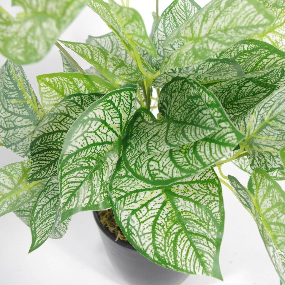 image 1 of Artificial Foliage Plant Pot 40cm Caladium Plants