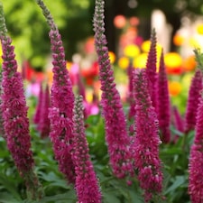 Carbeth Plants Veronica Spicata Red Fox 1 x 9cm Pot - Hardy Perennial Spiked Speedwell Plants