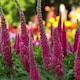 image 1 of Carbeth Plants Veronica Spicata Red Fox 1 x 9cm Pot - Hardy Perennial Spiked Speedwell Plants