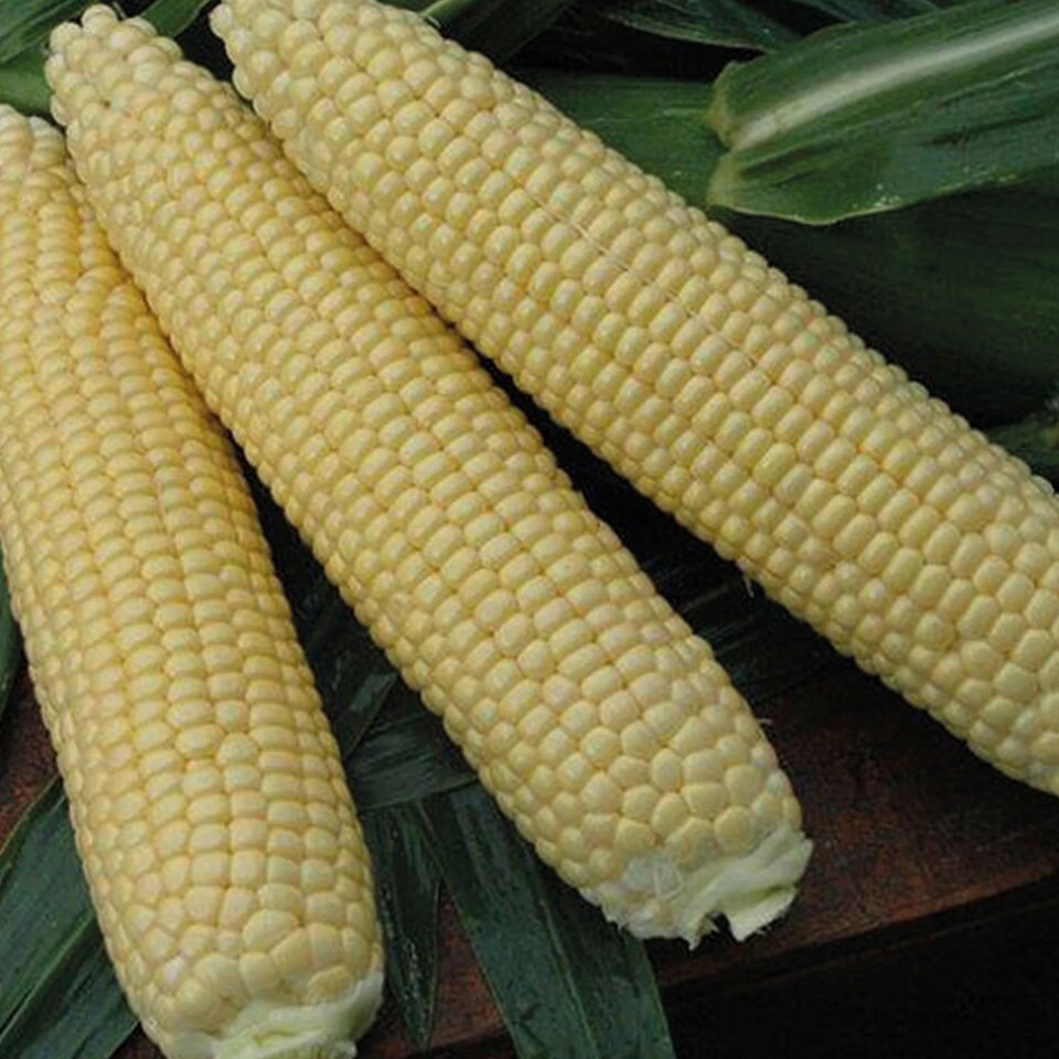 image 1 of Sweetcorn Alliance F1