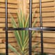 image 4 of 1.9m Metal Garden Patio Obelisk Trellis for Climbing Plants