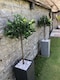 image 4 of 120cm (4ft) Plain Natural Trunk Artificial Topiary Bay Laurel Ball Tree | Green | 4ft