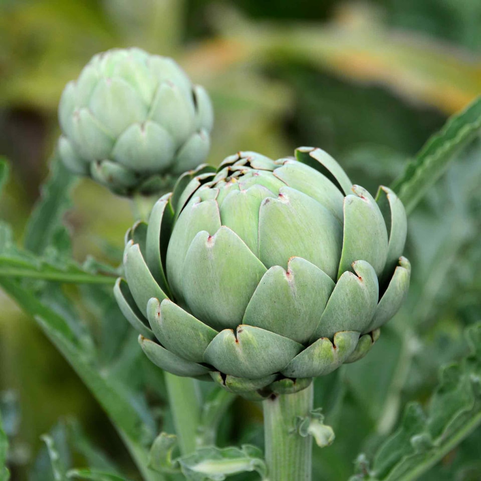 image 1 of Marshalls Garden Artichoke Seeds Green Globe, 35 Seeds