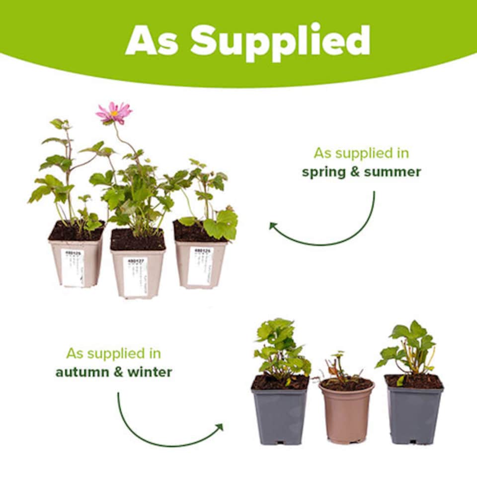 image 1 of YouGarden Hardy Japanese Anemone Collection, Set of 3 Established Plants, 9cm Pots, Long-Flowering, Pollinator-Friendly