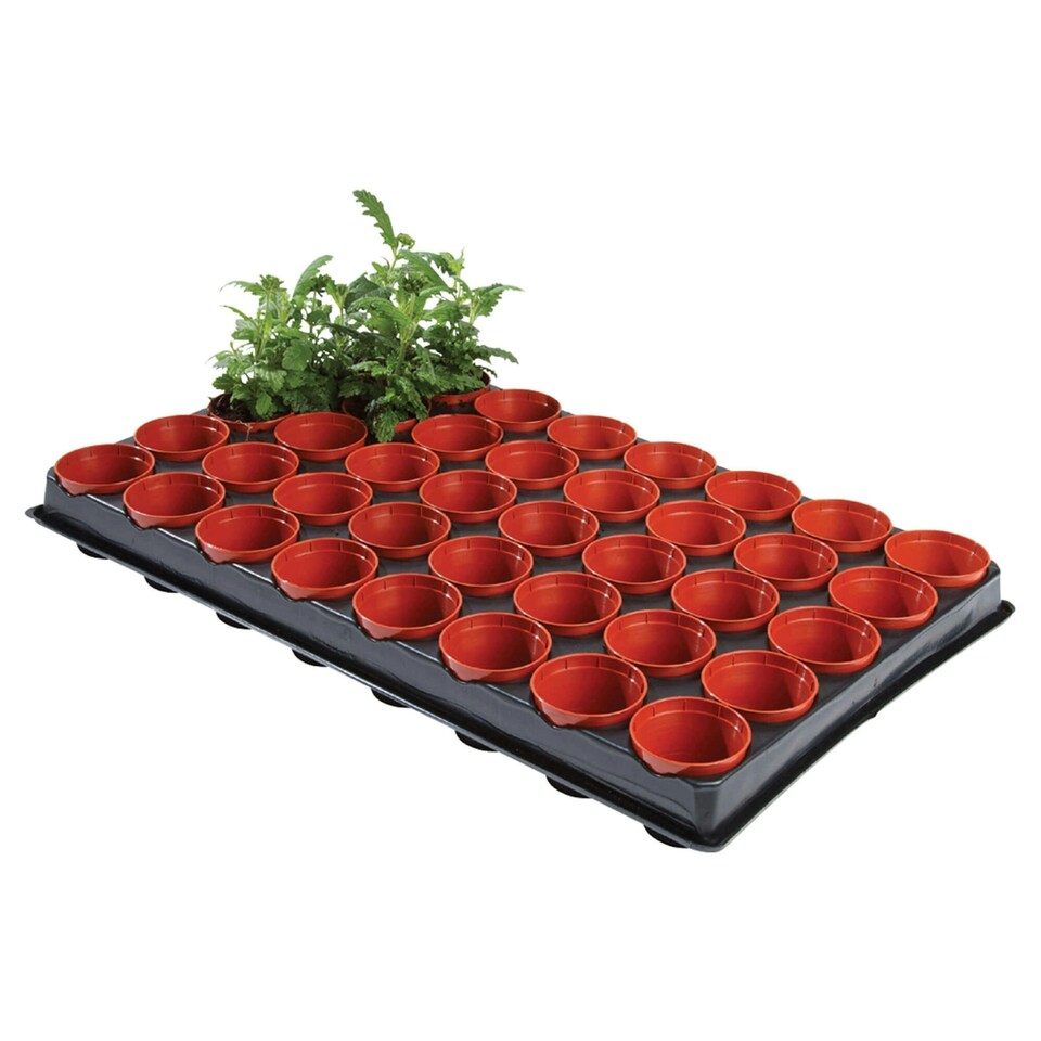 Ambassador Growing Tray - Multicoloured - One Size