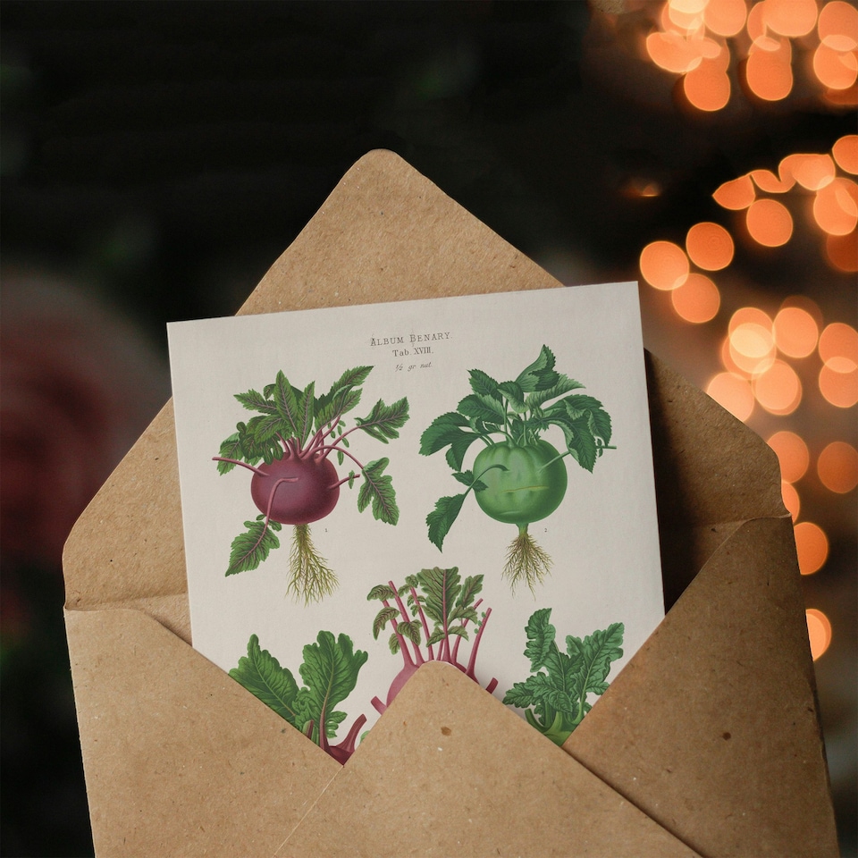 image 1 of Ernst Benary Art Card Kohlrabi Turnip Cabbage Varieties
