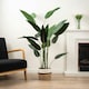 image 2 of 160Cm Bird Of Paradise Tree Green | One Size
