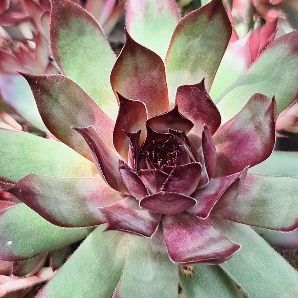image 1 of Sempervivum Chick Charms Grape Galaxy - Silvery-Violet Aubergine Tips Drought-Tolerant Evergreen Succulent 1x or 3X 9cm Pots