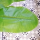 image 4 of 180cm Artificial Banana Tree Tropical Plant Gold Metal Planter