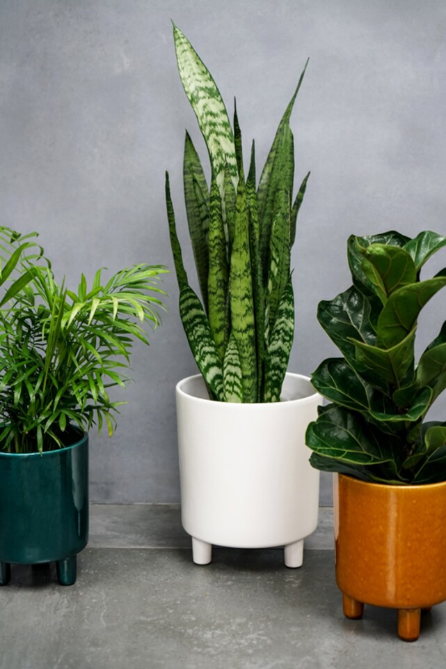 image 1 of Pisa Planter - Ceramic - L20 x W20 x H24 cm - White | White