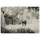 image 1 of Elephant jungle (Rug) Grey | Small: 60x110cm