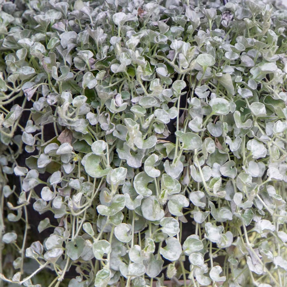 image 1 of Houseplant Dichondra Silver Surfer | Multi | Silvery-green | Seeds | 1