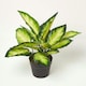 image 1 of Homescapes Dieffenbachia Dumb Cane Plant in Pot, 50 cm Tall