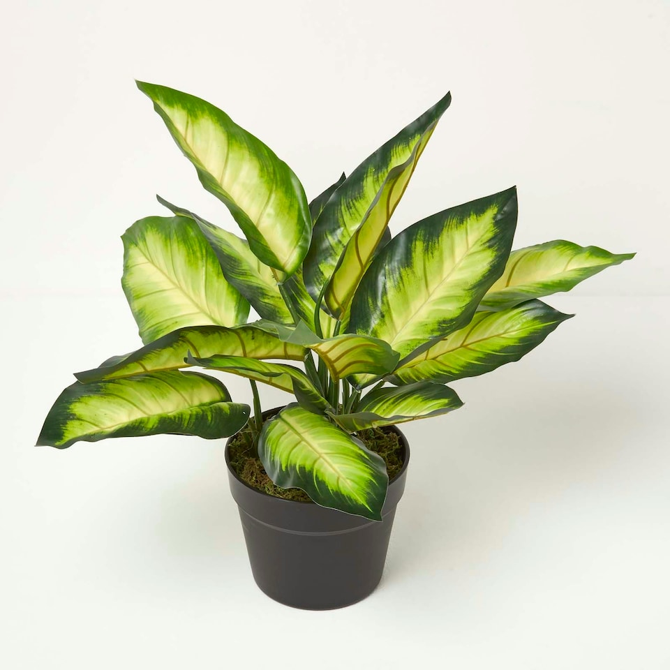 image 1 of Homescapes Dieffenbachia Dumb Cane Plant in Pot, 50 cm Tall