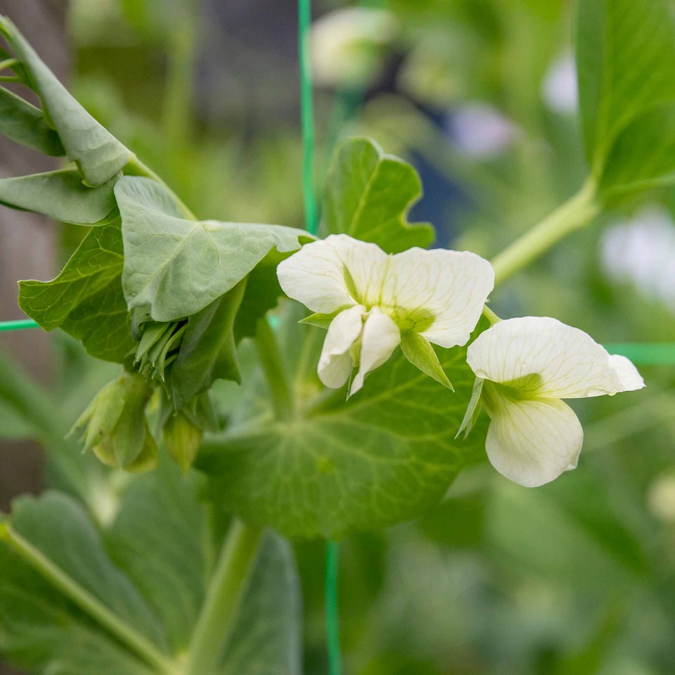 image 1 of Marshalls Garden Pea Seeds Hurst Green Shaft, RHS Award of Garden Merit, Disease-Resistant, Heavy Double Pods | Multi | Green | Seeds