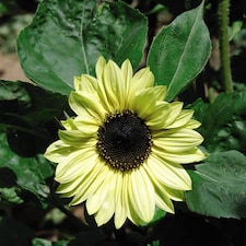 Sunflower Valentine 1 Seed Packet