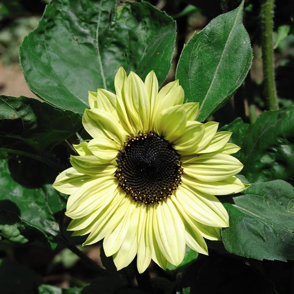 Sunflower Valentine 1 Seed Packet