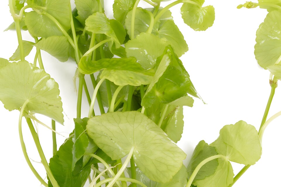 image 1 of Brazilian Pennywort (Hydrocotyle leucocephala) - Live Aquarium Plant for Midground Planting, No CO2 Needed - Fish Tank Plant