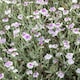 image 1 of Lychnis coronaria Oculata Silvery Foliage Pink-Centered White Flowers Cottage Garden Pollinator-Friendly 1L Pot x 2 T&M