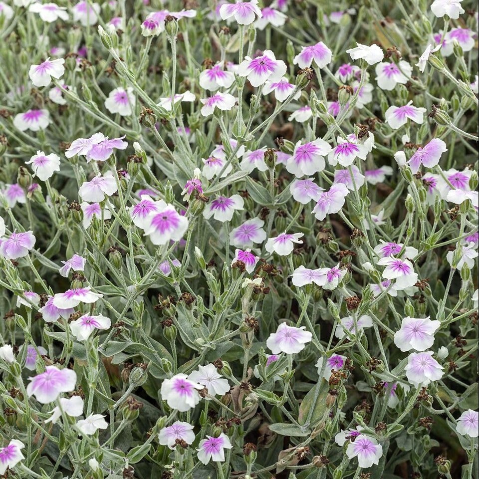 image 1 of Lychnis coronaria Oculata Silvery Foliage Pink-Centered White Flowers Cottage Garden Pollinator-Friendly 1L Pot x 2 T&M