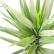 image 3 of 90cm (3ft) Large Artificial Green Yukka Plant Spiky Tree Plant Green | One Size