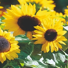 Suntastic F1 Hybrid Sunflower - Easy Grow Stunning Golden Blooms Pollinator Friendly. 1 Seed Packet.
