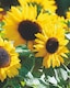 image 1 of Suntastic F1 Hybrid Sunflower - Easy Grow Stunning Golden Blooms Pollinator Friendly. 1 Seed Packet.