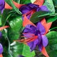 image 6 of Primrose Artificial Fuchsia Flowers with Rattan Hanging Basket in Purple 25cm