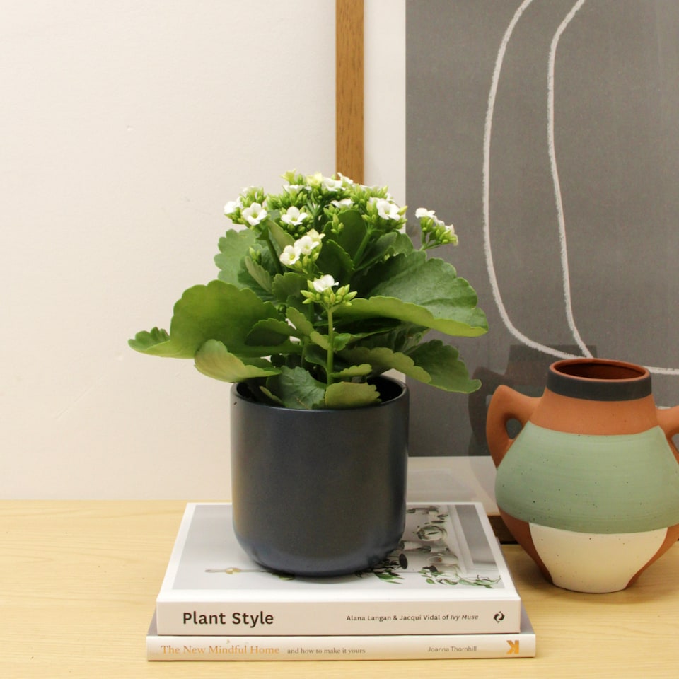 image 1 of 1 x White Real Kalanchoe Plant Flaming Katy in 10.5cm Pot - Low Maintenance Live Flowering Succulent Houseplant