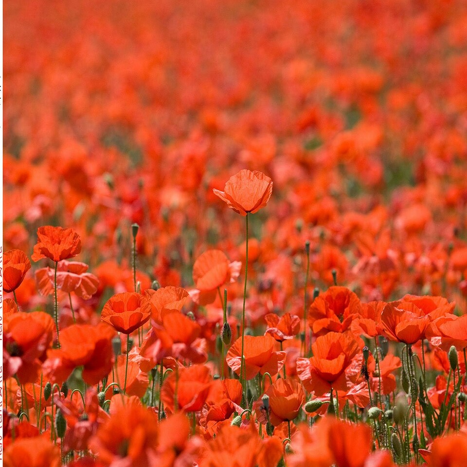 image 1 of Fields of Poppies - Impuzzible No. 28 - 1000 Piece Jigsaw Puzzle