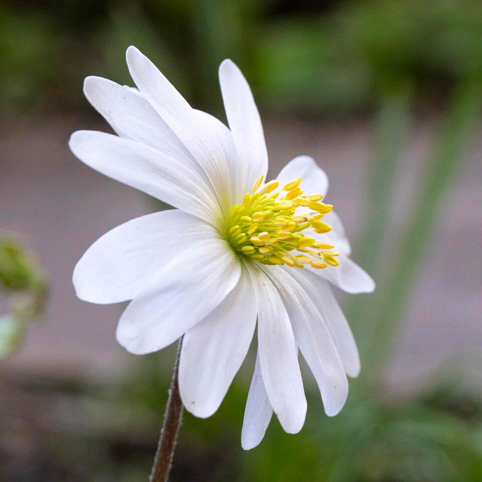image 1 of Marshalls Garden Anemone Corms 'Blanda Mixed' 50 Corm Pack