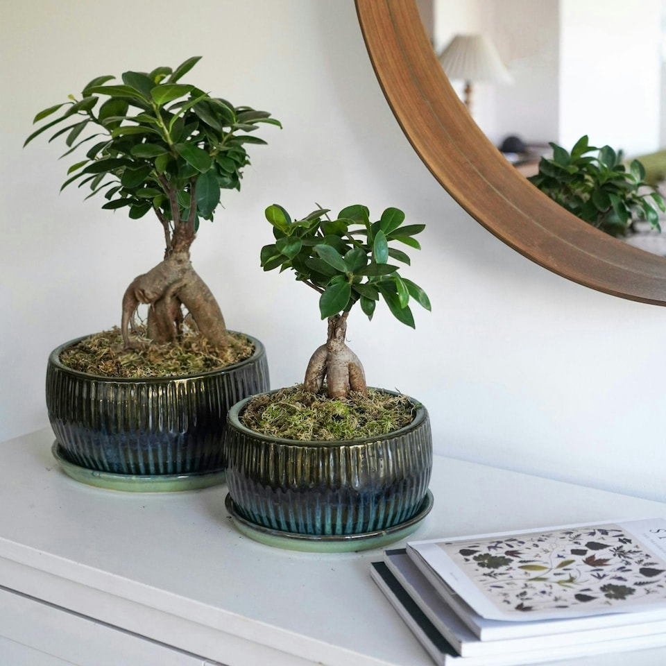 image 1 of Round Reactive Glaze Bonsai Planter Set of 2 - Cement - L24.5 x W24.5 x H12 cm - Emerald | Green