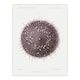 image 1 of Sea Urchin Marine Life Illustration Albert I Huge Wall Art Poster Print 24X32"