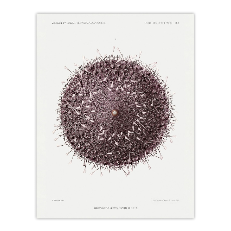 image 1 of Sea Urchin Marine Life Illustration Albert I Huge Wall Art Poster Print 24X32"