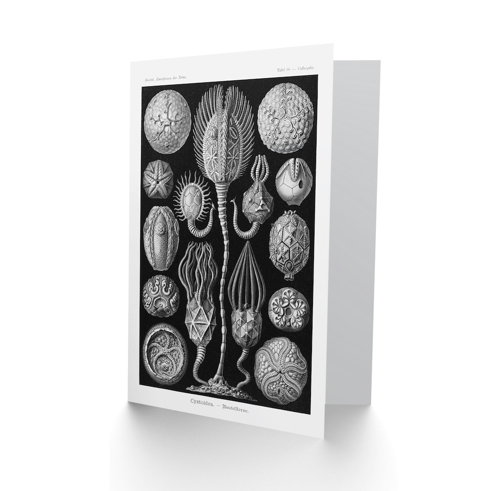 image 1 of Ernst Haeckel Art Card Cystoidea Pouch Stars Marine Life