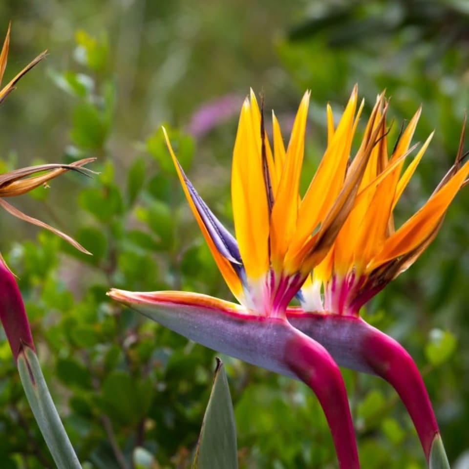 image 1 of Strelitzia Bird of Paradise 2 x 9cm Potted Plants & Incredifeed
