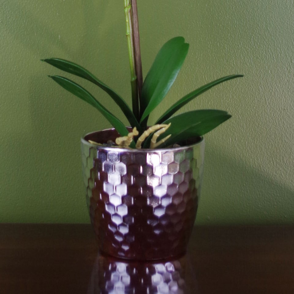 image 1 of Orchid Artificial Dark Pink Silver 50cm Phalaenopsis Botanik