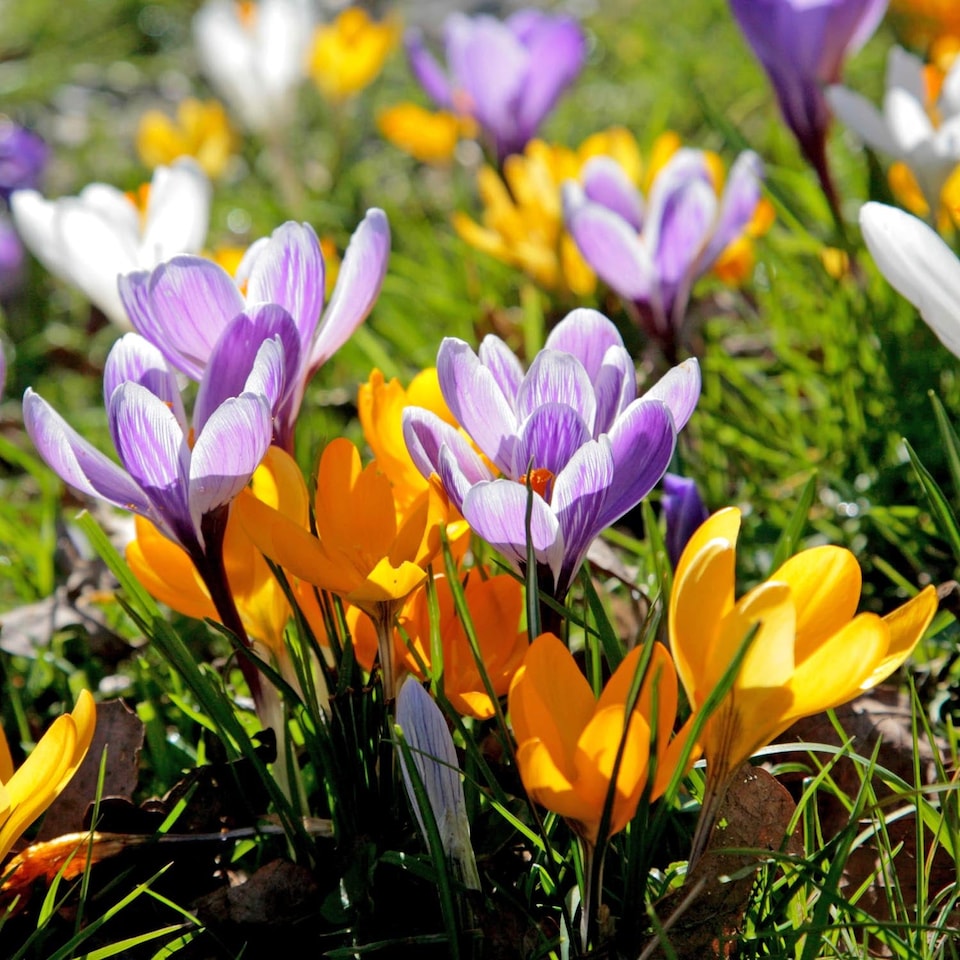 image 1 of Marshalls Garden Crocus Corms Large Flowering Mix 18 bulbs