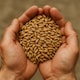 image 4 of Organic Spelt Grain 1kg (Sussex Wholefoods) 